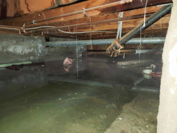 Best Flooded house restoration  in Williamsport, PA